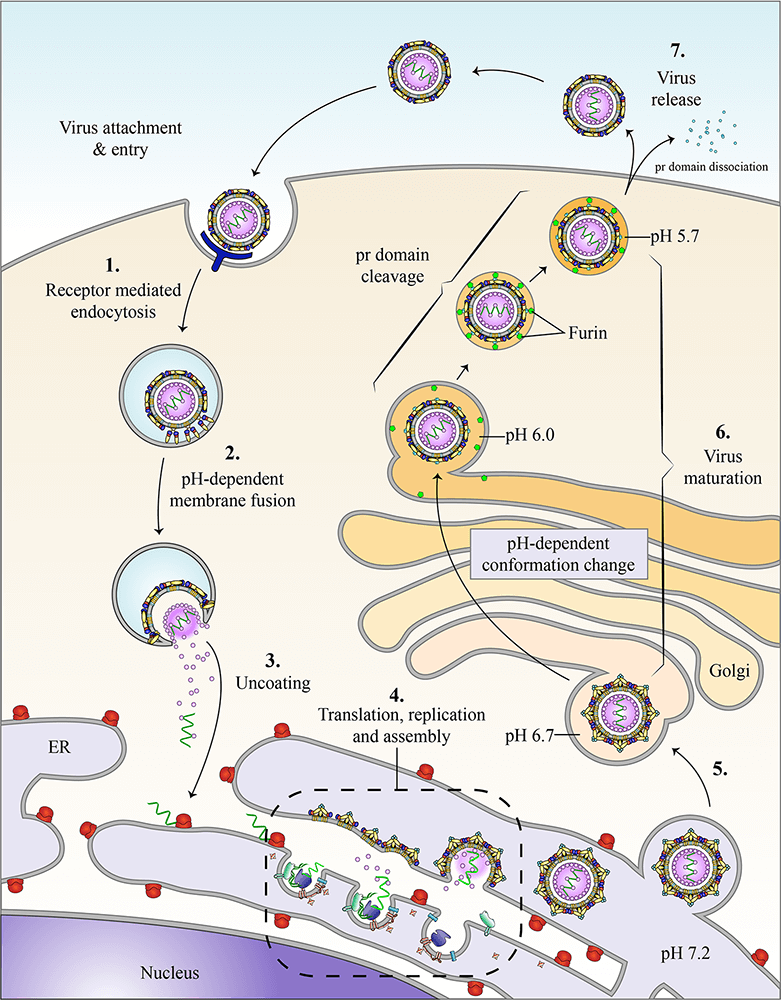 Flavivirus Life Cycle